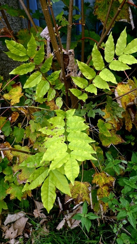 Blauweregen — Bild 3
