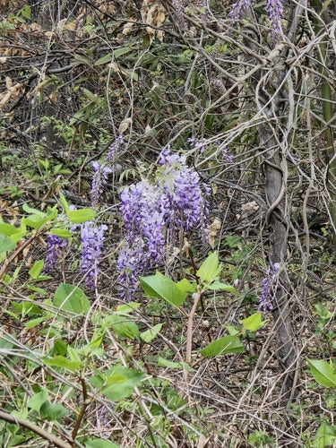 Blauweregen — Bild 2