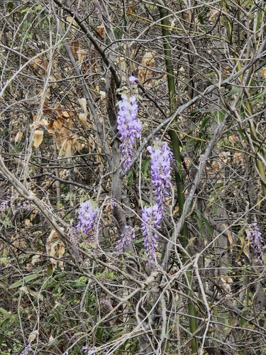 Blauweregen — Bild 1