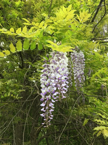 Blauweregen — Bild 5
