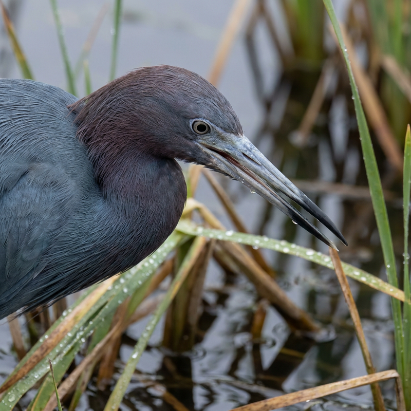 Blauwe reiger