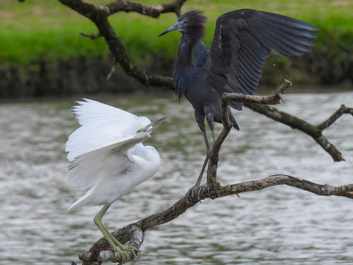 Blauwe reiger — Bild 5