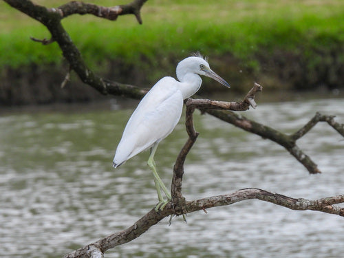 Blauwe reiger — Bild 4