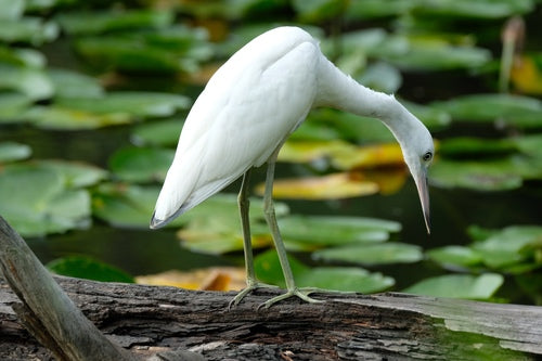Blauwe reiger — Bild 3