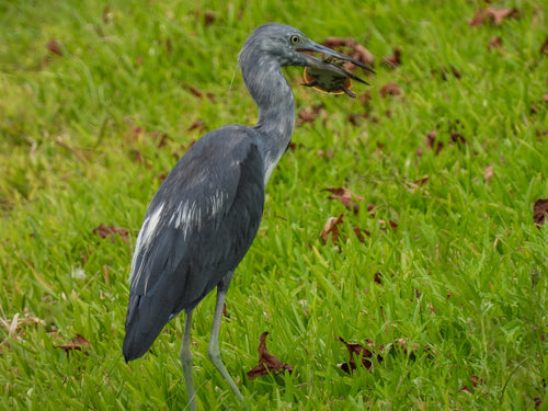 Blauwe reiger — Bild 2