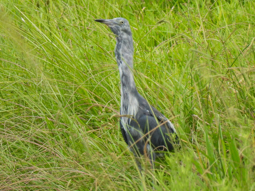 Blauwe reiger — Bild 1