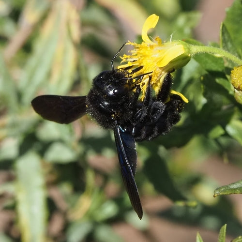 Blauwzwarte timmermansbij — Bild 2