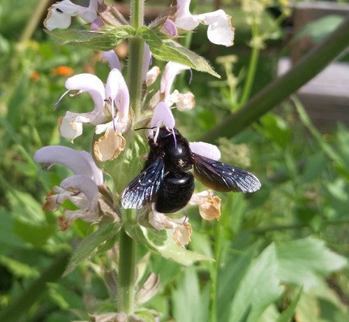 Blauwzwarte timmermansbij — Bild 5