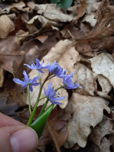 Blauwster — Bild 5