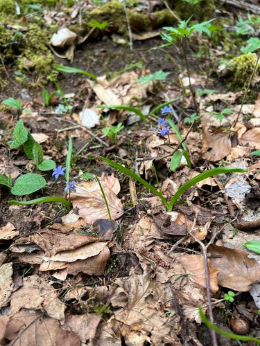 Blauwster — Bild 3