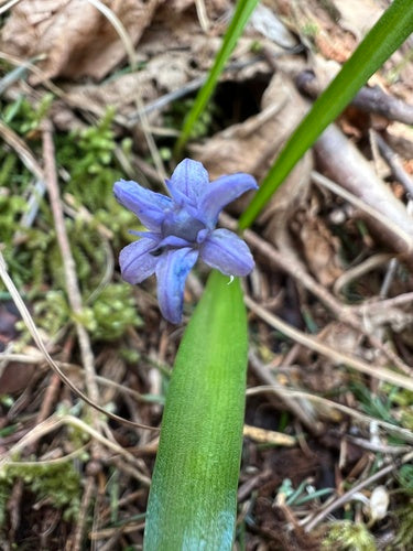 Blauwster — Bild 2