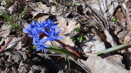 Blauwster — Bild 1