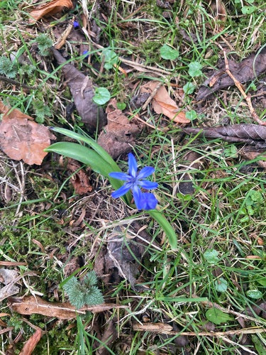 Blauwster — Bild 4