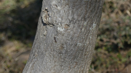 Potloodboom — Bild 4