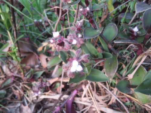 De driemasterbloem van Blossfeld — Bild 2