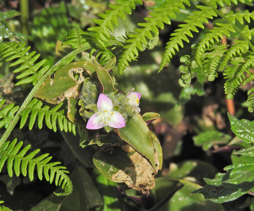 De driemasterbloem van Blossfeld — Bild 1