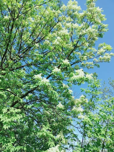 Bloem As — Bild 4