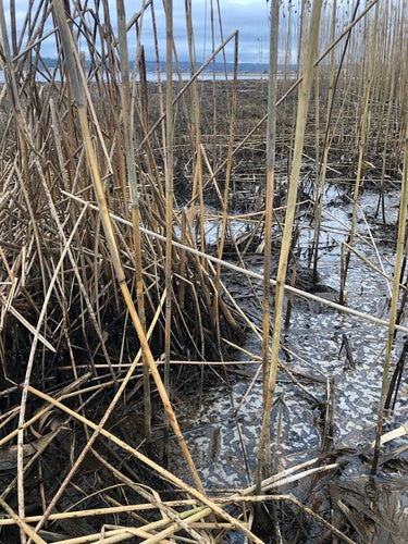 Bloem buis — Bild 1