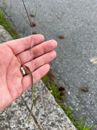 Bloed gierst — Bild 5