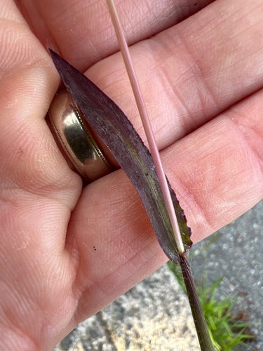 Bloed gierst — Bild 4