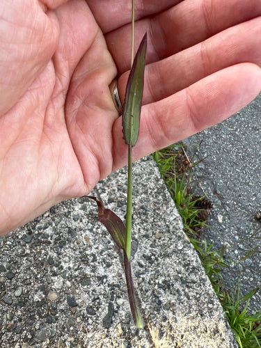 Bloed gierst — Bild 3