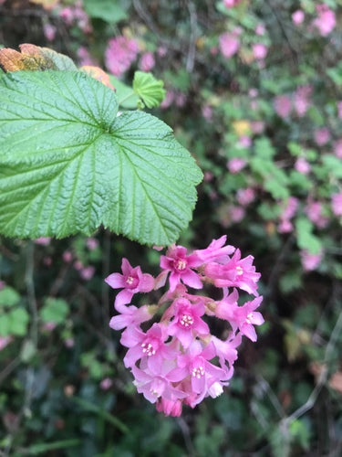 Bloed bes — Bild 3