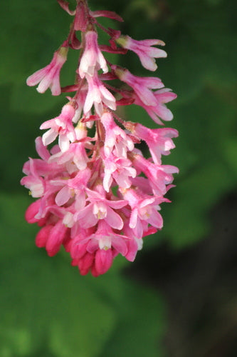 Bloed bes — Bild 2