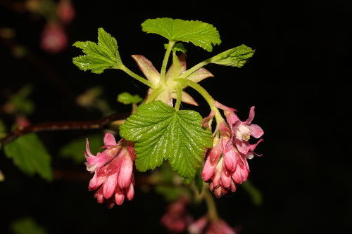 Bloed bes — Bild 2