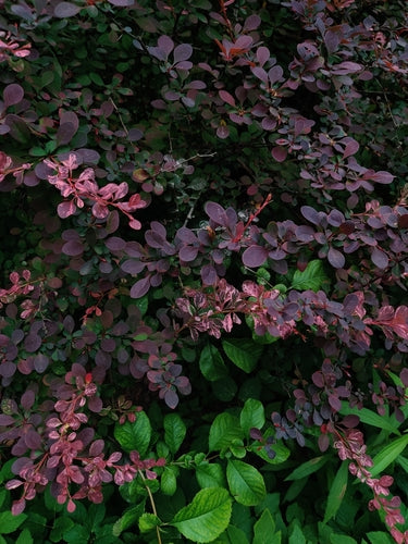 Bloedberberis — Bild 5