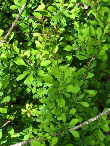 Bloedberberis — Bild 3
