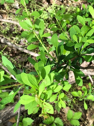 Bloedberberis — Bild 2