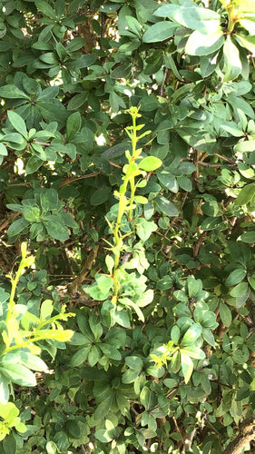 Bloedberberis — Bild 4