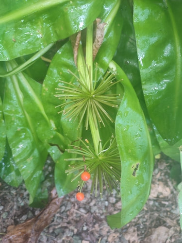 Bloed bloem — Bild 1