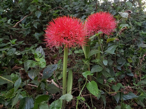 Bloed bloem — foto 5 van 43