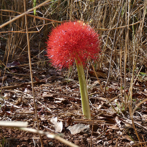 Bloed bloem — Bild 5