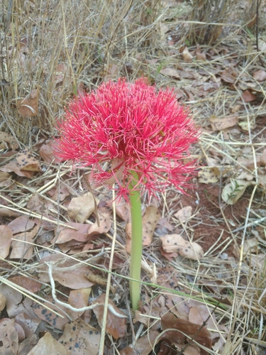 Bloed bloem — Bild 3