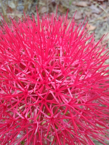 Bloed bloem — Bild 2