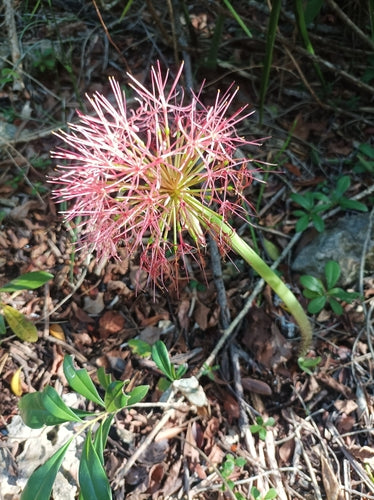 Bloed bloem — foto 4 van 43
