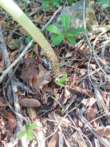 Bloed bloem — foto 3 van 43