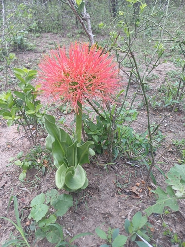 Bloed bloem — Bild 4