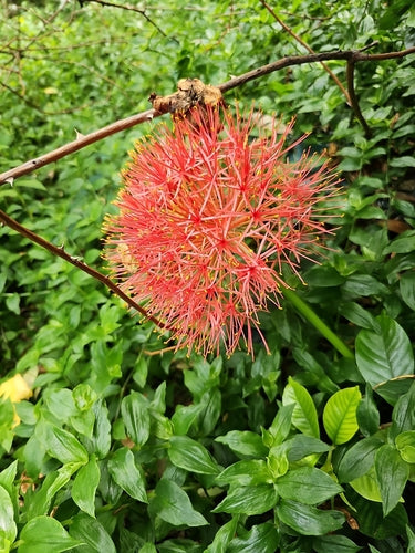 Bloed bloem — foto 1 van 43