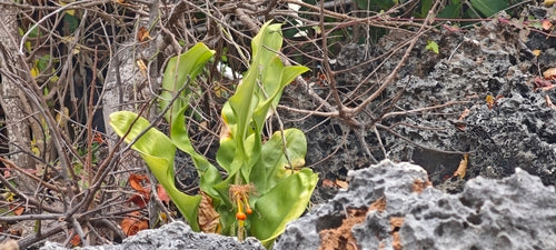 Bloed bloem — foto 2 van 43