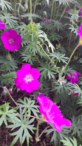 Bloedrode ooievaarsbek — Bild 4