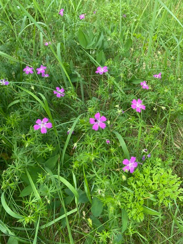 Bloedrode ooievaarsbek — Bild 2
