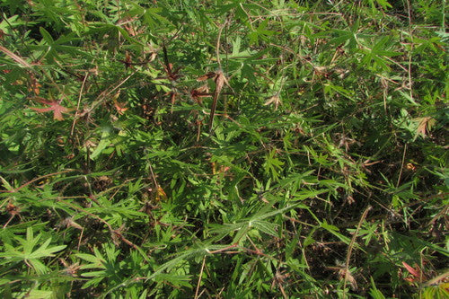 Bloedrode ooievaarsbek — Bild 5
