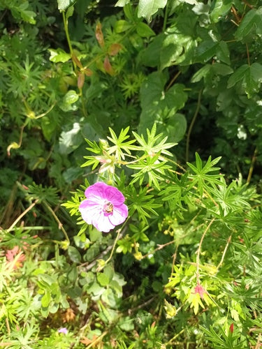 Bloedrode ooievaarsbek — Bild 3