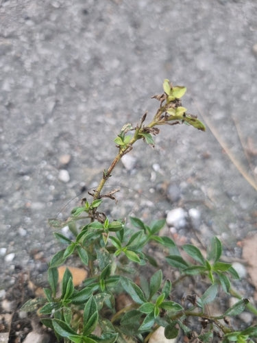 Hartig — Bild 5