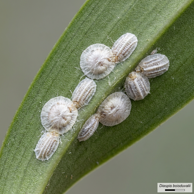 Boisduval-schaal insect