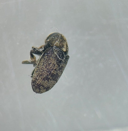 Schorskever Scolytina — Bild 1