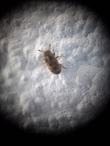 Schorskever Scolytina — Bild 3